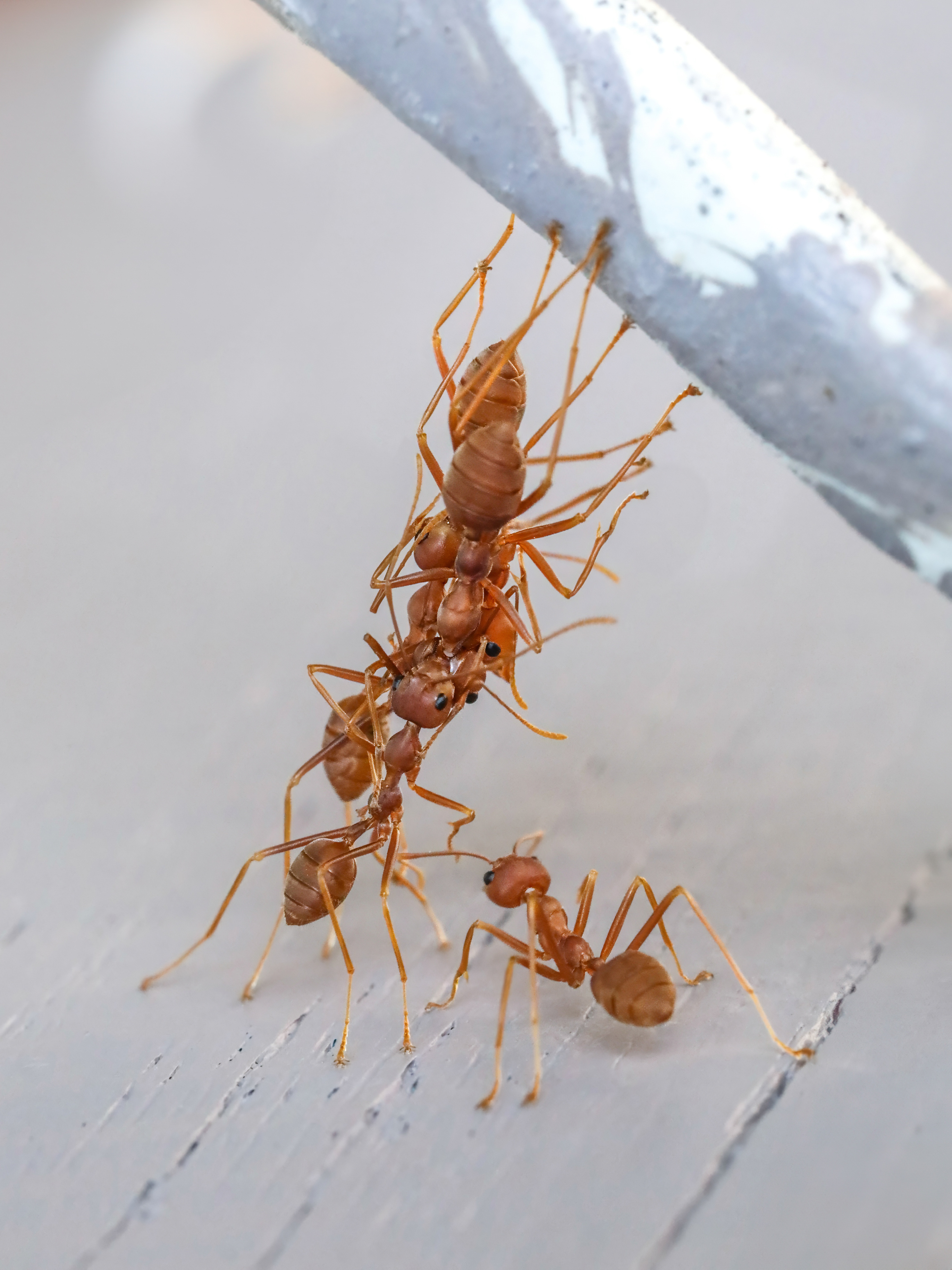 Attribution: “Oecophylla smaragdina - weaver ants form a bridge with their bodies in Don Det Laos” by Basile Morin, via https://commons.wikimedia.org/wiki/File:Oecophylla_smaragdina_-_weaver_ants_form_a_bridge_with_their_bodies_in_Don_Det_Laos.jpg, licensed under https://creativecommons.org/licenses/by-sa/4.0/  